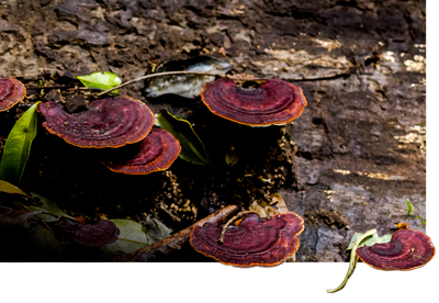 Fungi