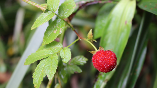 Sweet treats - Native plants for everyday cooking