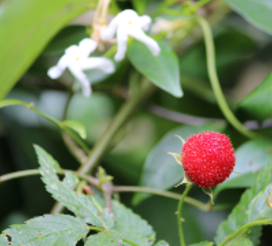 Roseleaf raspberry