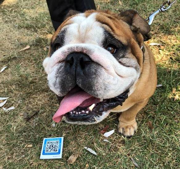 Buldog with pets.sunshinecoast app
