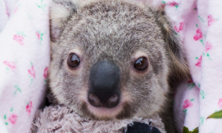 Koala conservation 