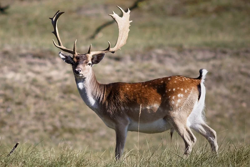 Fallow deer (above) can also have white spots. However they have a white neck that extends to the underbelly. Their tail is black on top and white underneath. It is surrounded by a pale rump patch with a black outline.