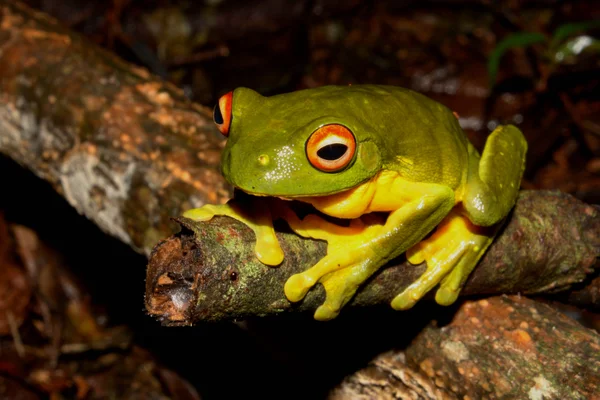 DIY Frog Hotels