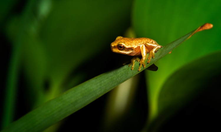 Environment Levy Program