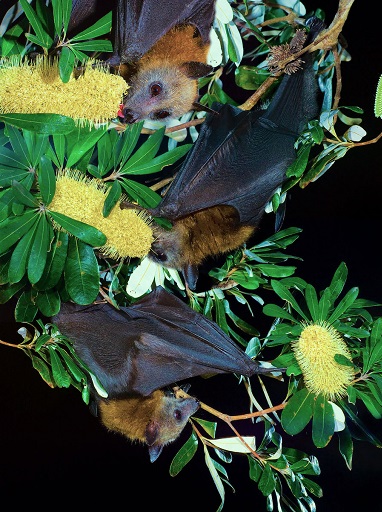 How much do you know about bats?