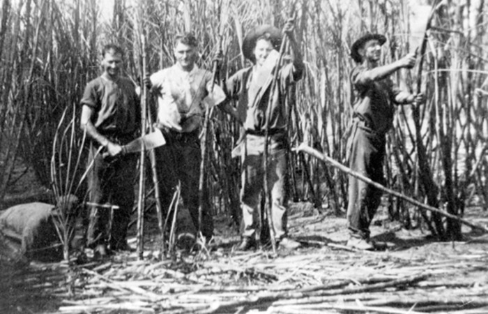 Cane cutters on a Maroochy River property around 1930.