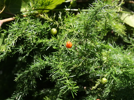 Invasive asparagus plants