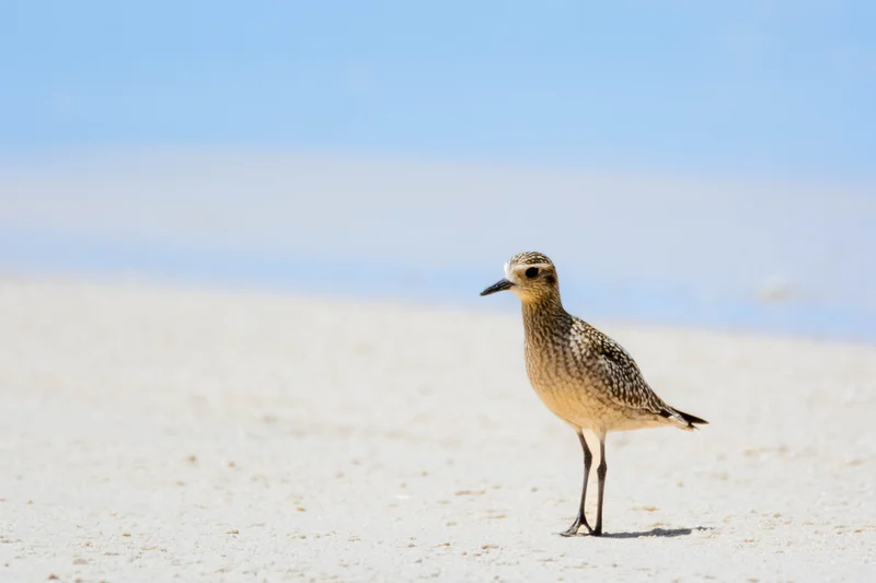 Shorebird protection