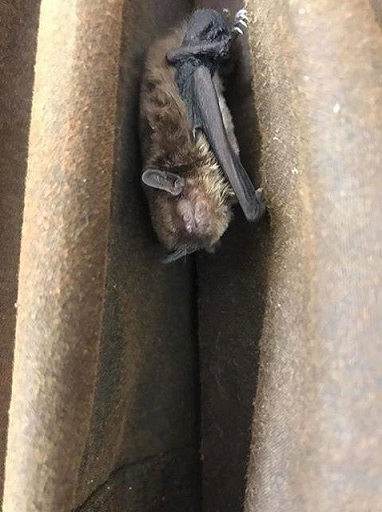 Microbats in a Driza-Bone