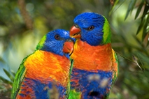 Native animals