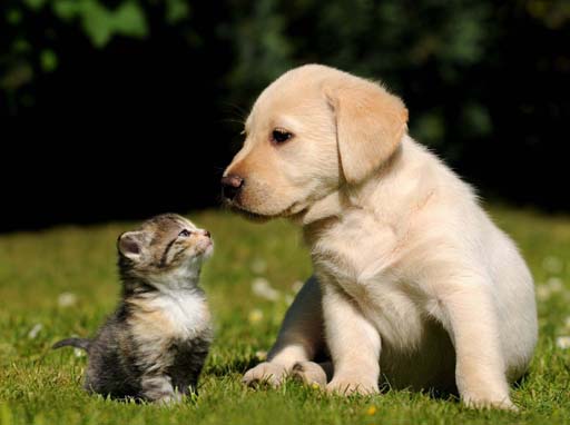Request for copy of animal registration renewal