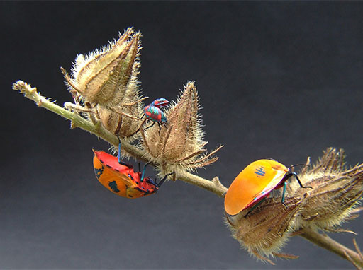 Winners of Sunshine Coast Environment Photography Awards announced