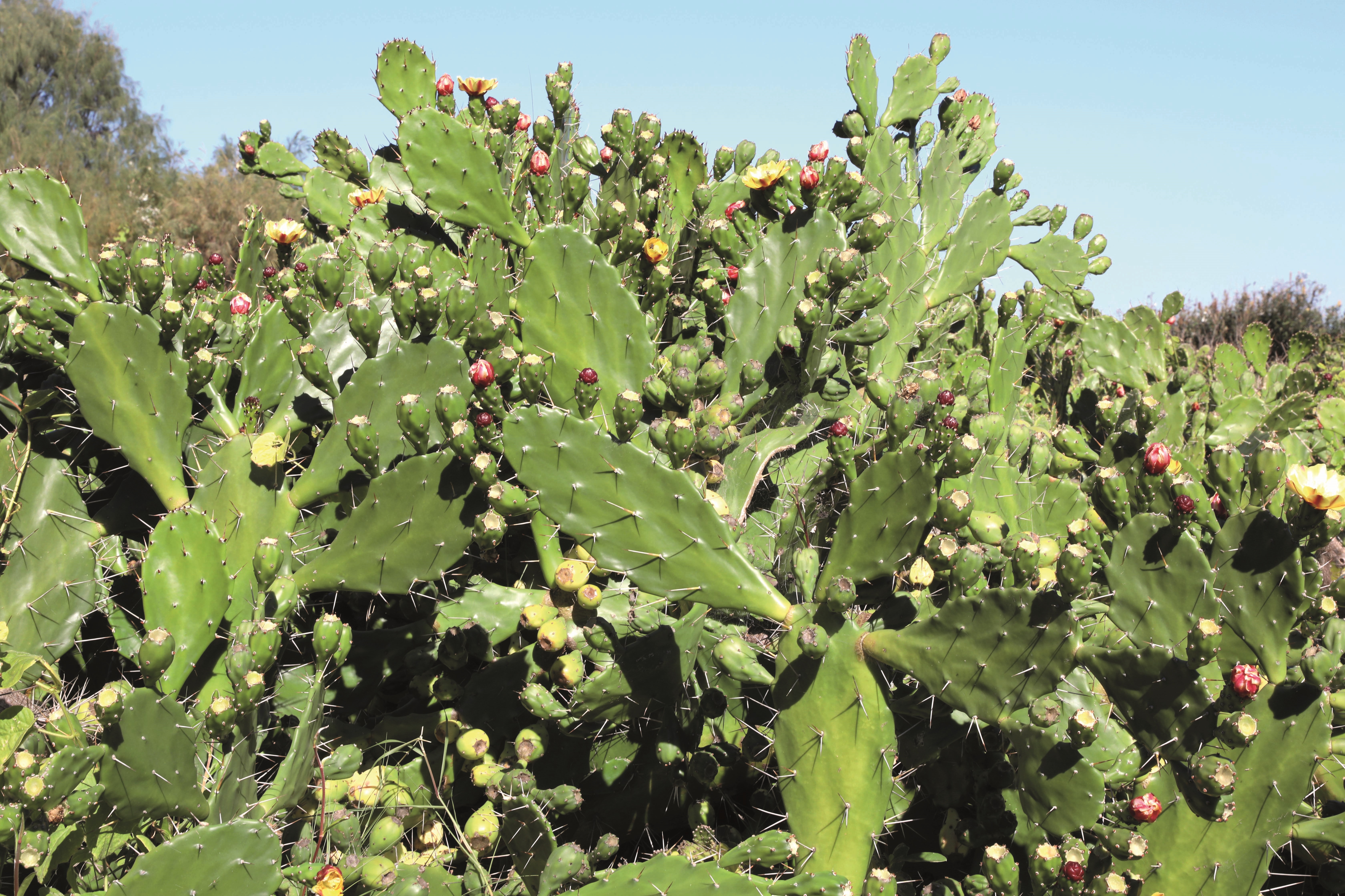 Prickly pear - Drooping tree pear