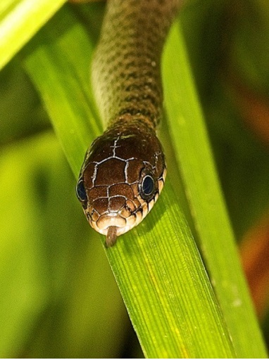 Nesting keelback snake