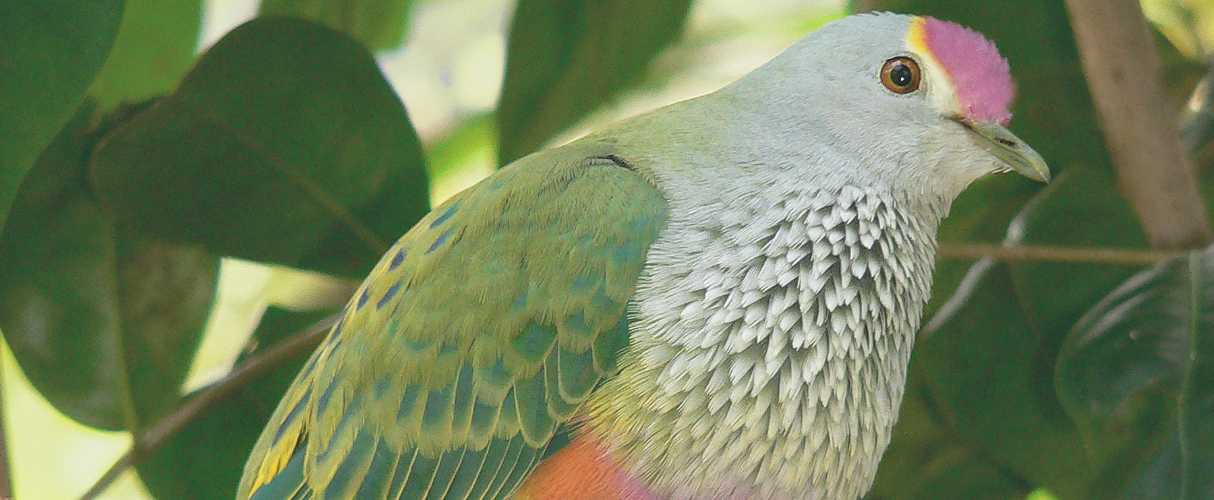Rose crowned fruit dove