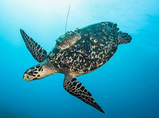 Tracking sea turtles for science