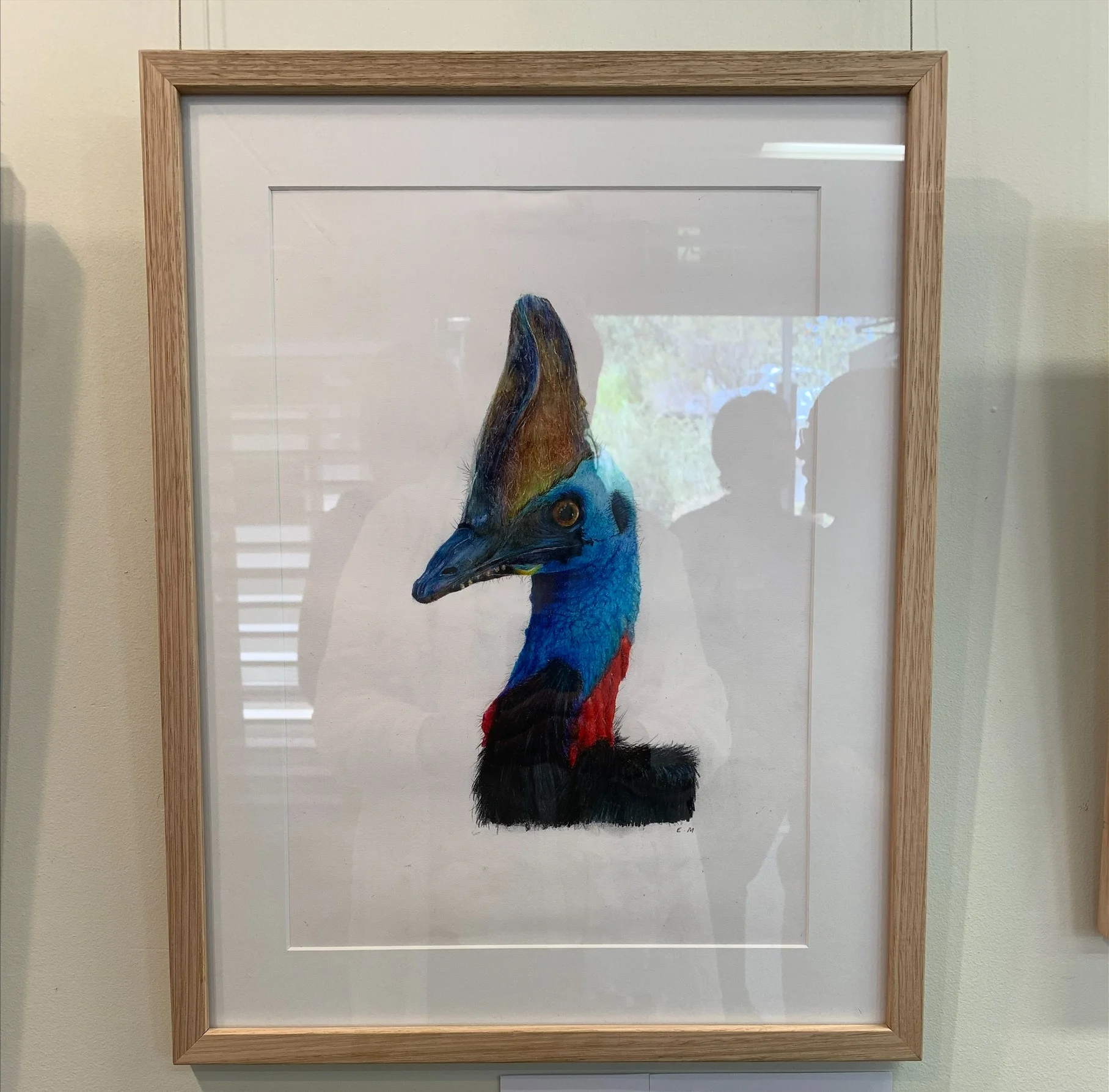 Under 18s Threatened Species winner “The Bold and Beautiful Southern Cassowary” by Erin M