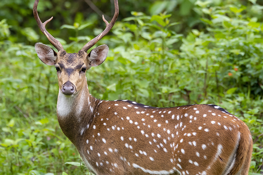 You can identify a Chital deer (above) from other deer by their markings. They have white spots and a distinctive white patch on their upper throat.