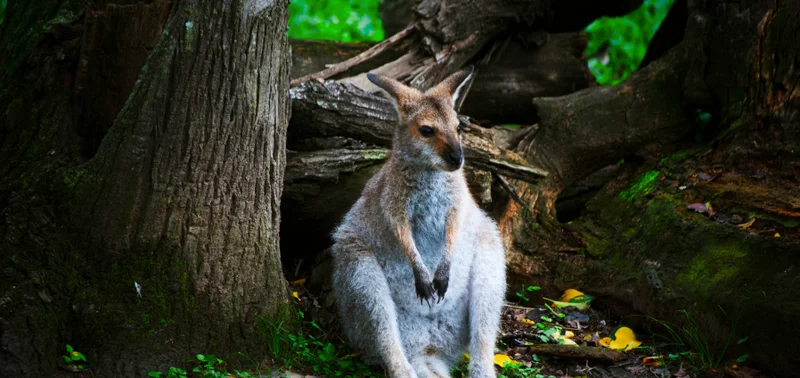 Wallaby at Australia Zoo
Photo credit: O. Holmes