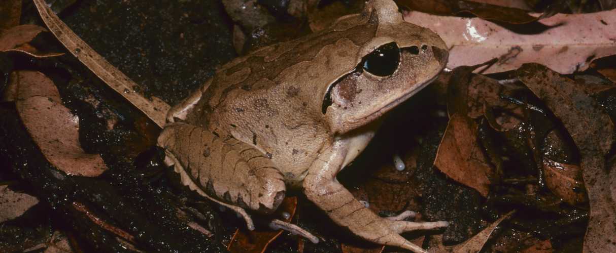 Great barred frog