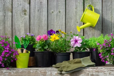 Small space gardens