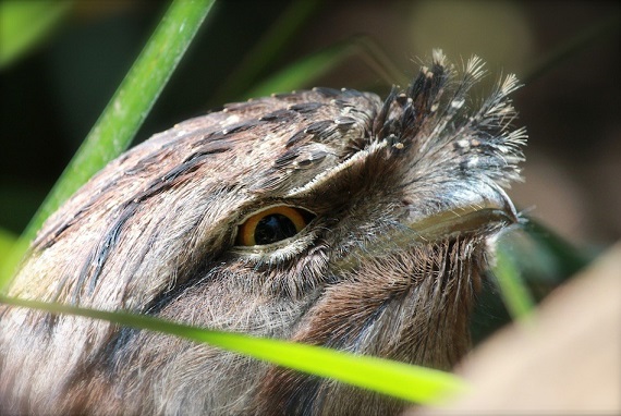 Tawny frogmouth