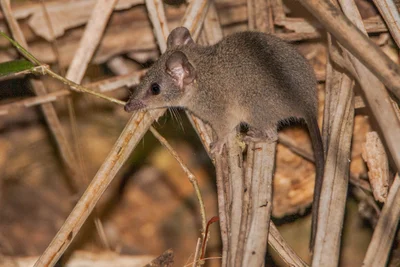 Fauna Monitoring at Mary