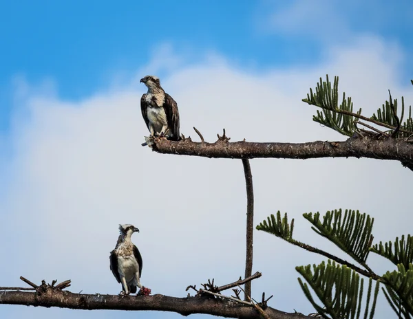 An Osprey Odyssey