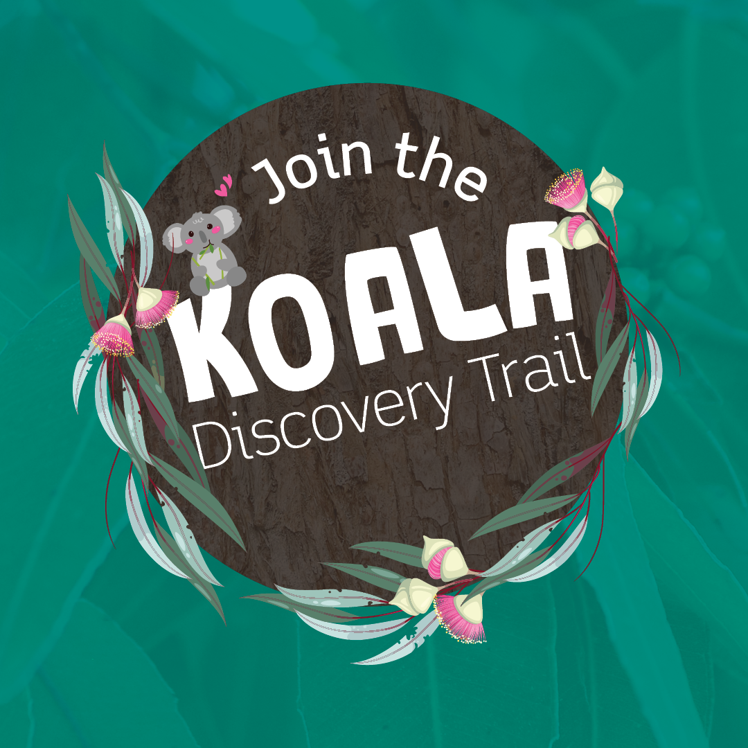 Join the Koala Discovery Trail