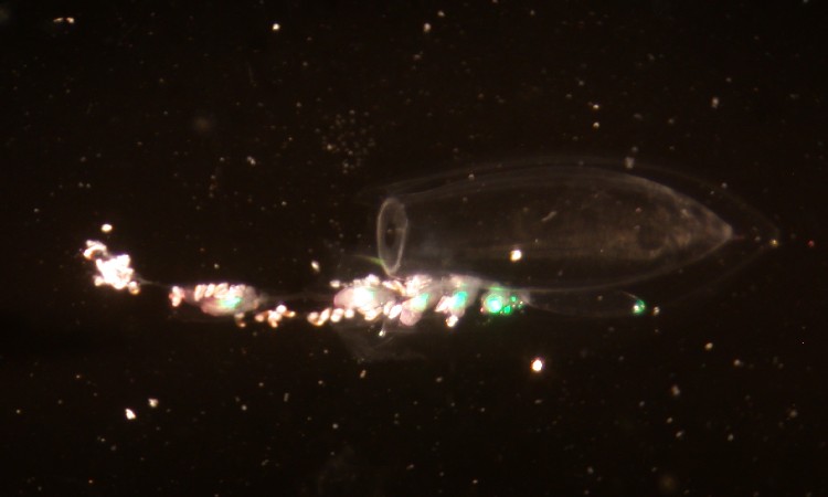 Planktonic life of the Sunshine Coast