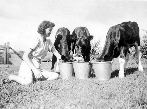Jean Larney (nee Dickson)  feeding Friesian calves near  'Mosman', ca 1941.