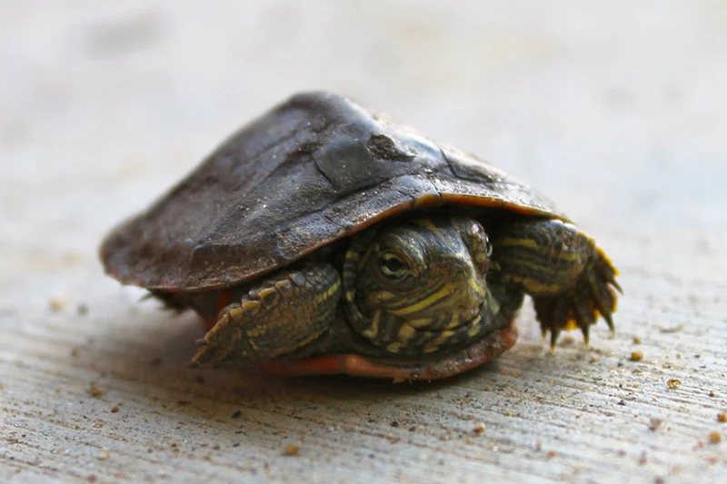 You can identify a red-eared slider turtle (above) from a native turtle by its stripes and how it moves its head. They have a large stripe behind each eye and narrow stripes on their head and legs. They pull their head directly back into their shell.
