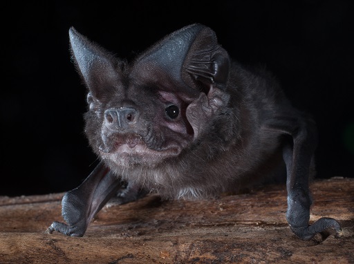 White-striped free-tailed bat