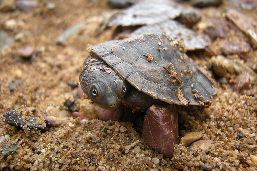Native turtles do not have stripes. All native turtles, such as the Mary River Turtle (above), turn their neck sideways to retract their heads. (Image credit: Tiaro Landcare)