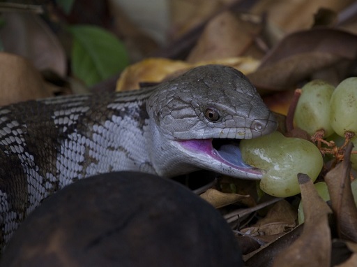 Eastern bluetongue skink