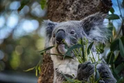 Be part of the Sunshine Coast Koala Count!