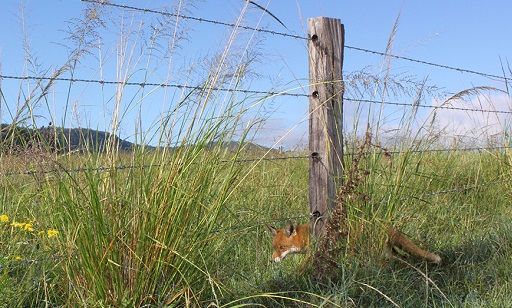Pest management plant and animal