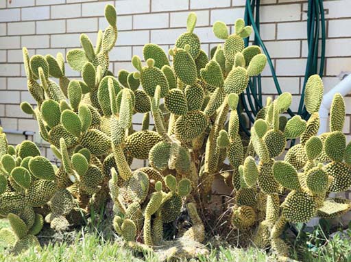 Prickly pear - Bunny ears