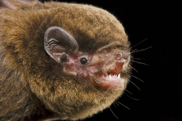 Chocolate wattled bat