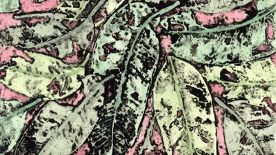 Maleny Printmakers