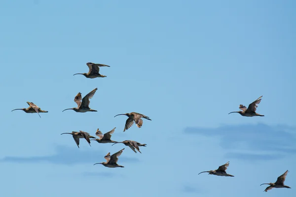 See the shorebirds