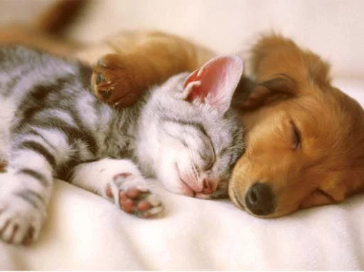 Animal authorised person online form
