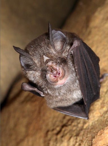 Eastern horseshoe bat