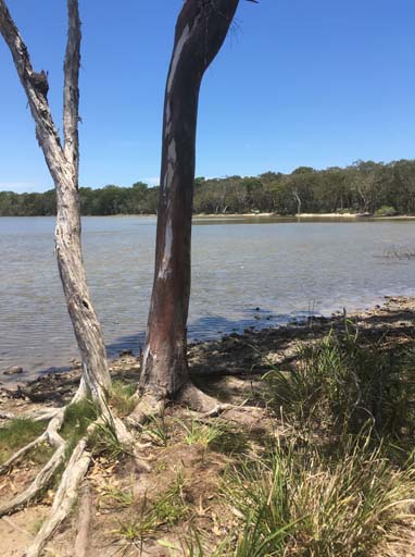 Lake Weyba foreshore