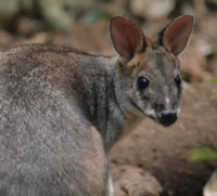A wallaby with status