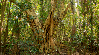 Wet eucalypt forest