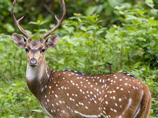 Feral chital deer