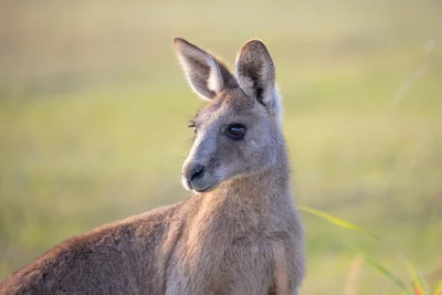 Macropods