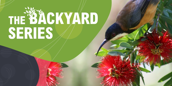The Backyard Series
