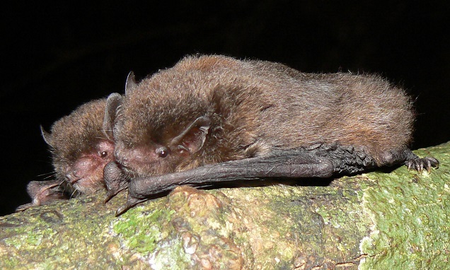 Eastern forest bat